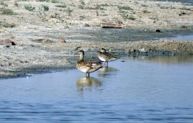 Election Finance Reform: Strategies for Reducing the Influence of Money in Politics